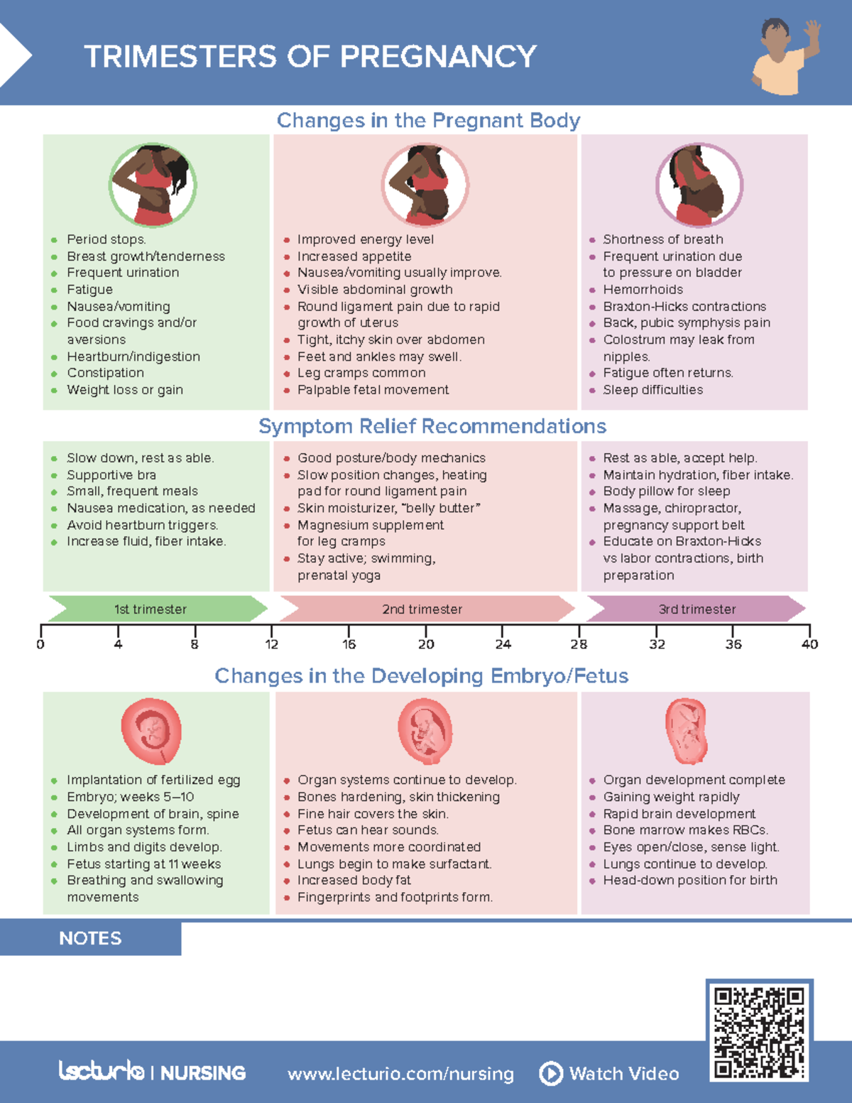 Nursing CS Trimesters of Pregnancy - lecturio/nursing Watch Video NOTES ...