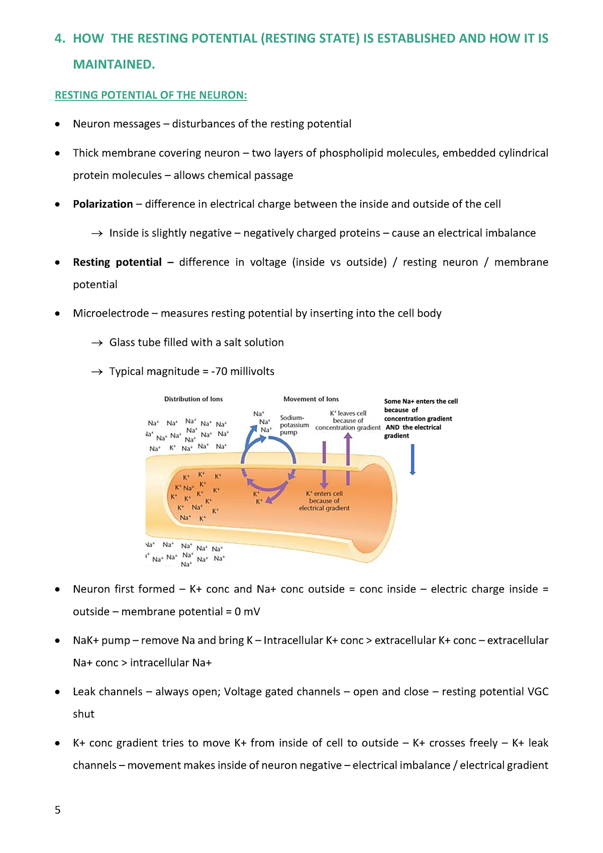 maintenance-of-resting-potential-5-4-how-the-resting-potential