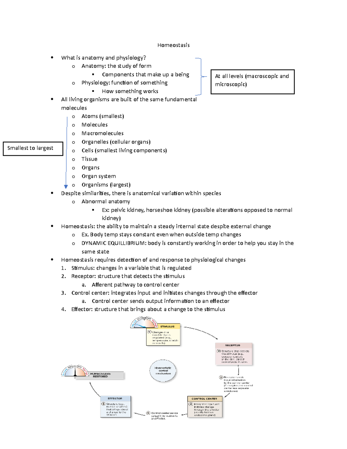 Homeostasis - Lecture notes 1 - Homeostasis What is anatomy and ...