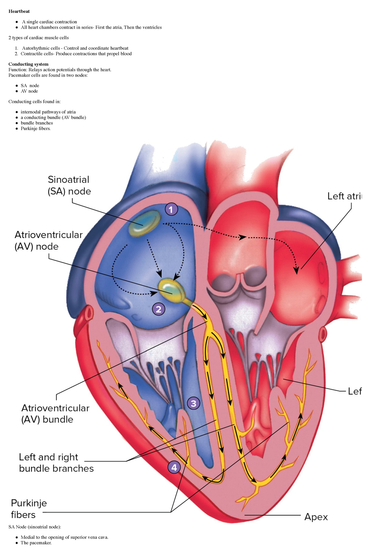 Heart B Part Two Of The Heart Anatomy And Physiology With Pictures Heartbeat A Single