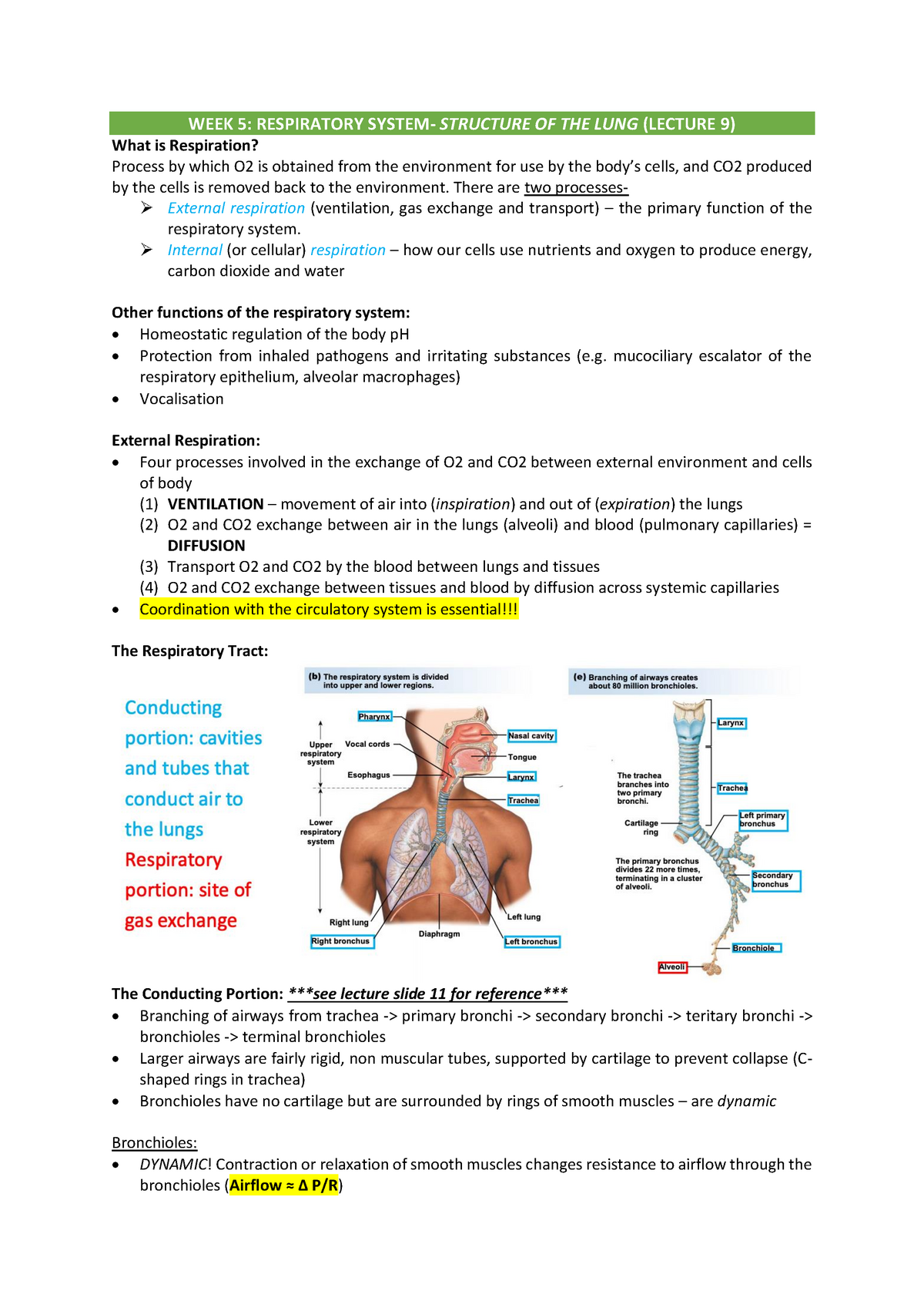 Respiratory System - WEEK 5: RESPIRATORY SYSTEM- STRUCTURE OF THE LUNG ...