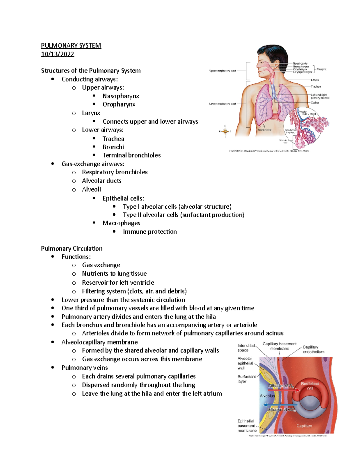 Pulmonary System - Lecture and powerpoint notes - PULMONARY SYSTEM 10 ...