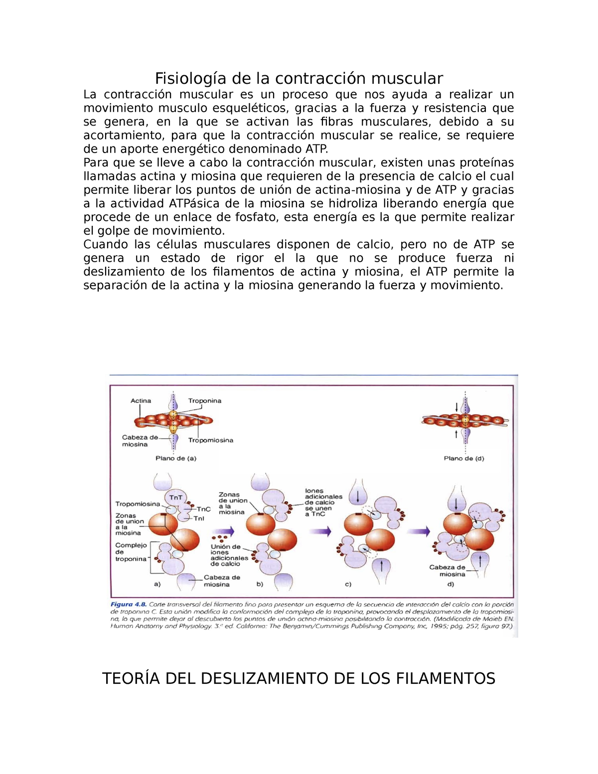 Contracción Muscular Material De Repaso Fisiología De La Contracción Muscular La Contracción 4186