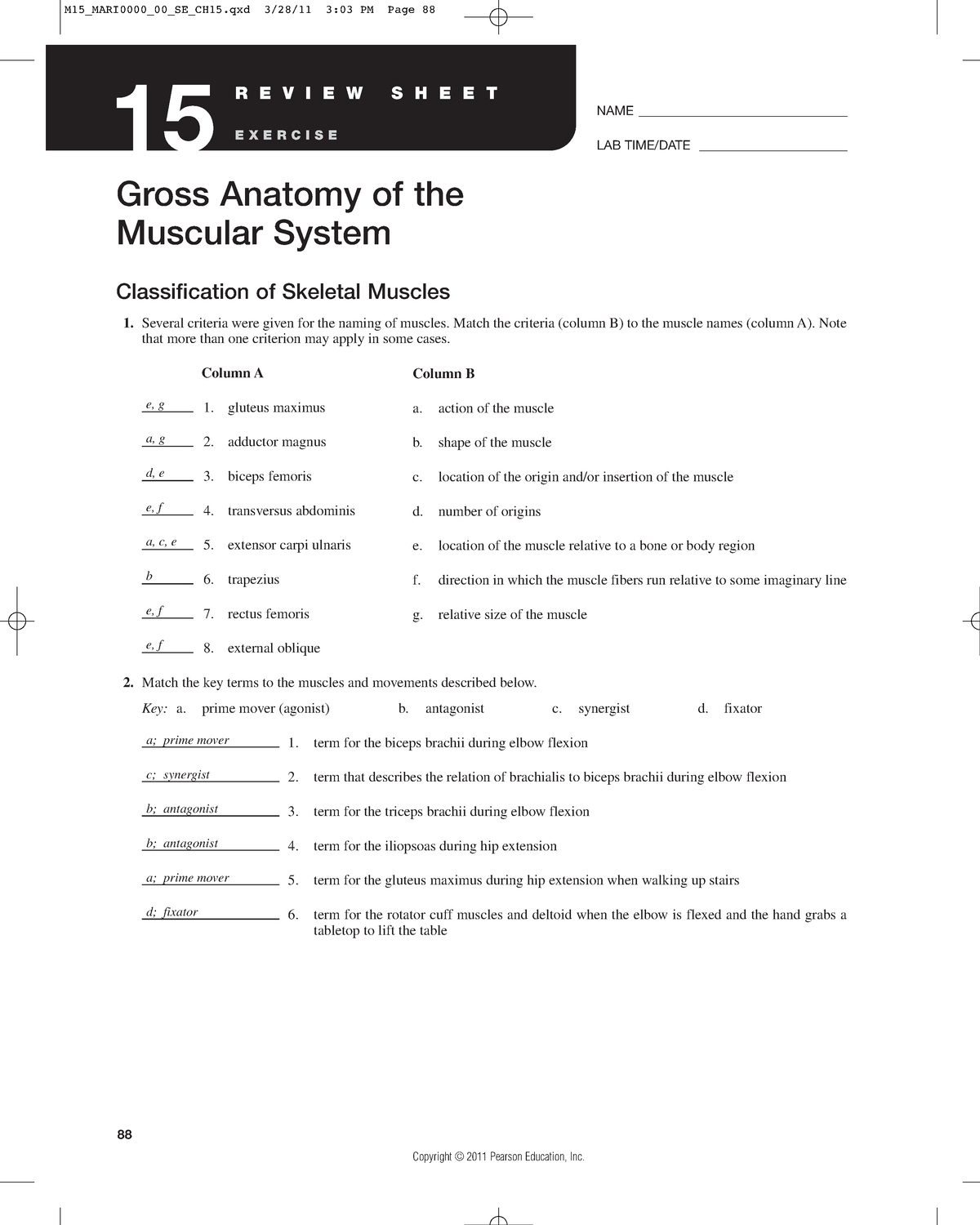 Answers Lab11 Skeletal Muscle Gross - Gross Anatomy Of The Muscular ...