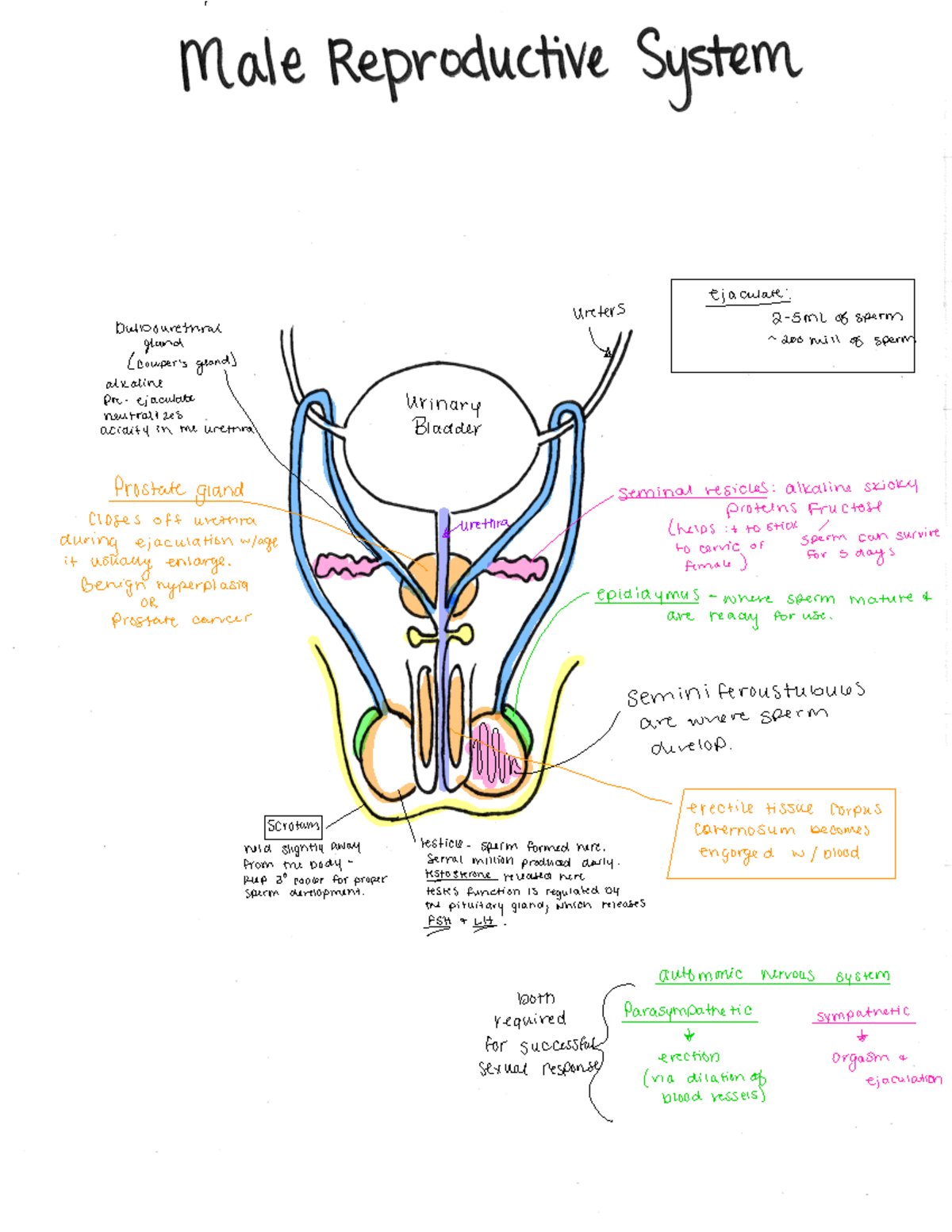 Male Reproductive System - ↑ -aculate: Dulbouretual ureters 2-5mL of ...