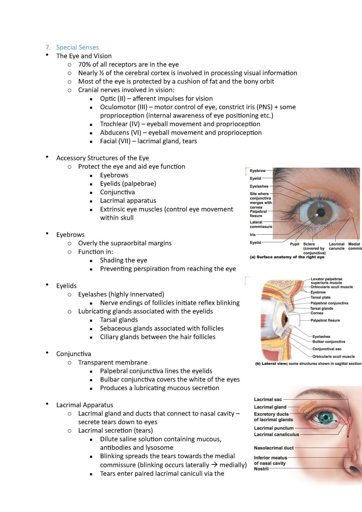 7 special senses - High distinction - Special Senses The Eye and Vision ...