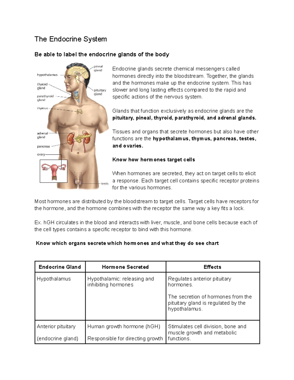 The Endocrine System - sbi4u - The Endocrine System Be able to label ...