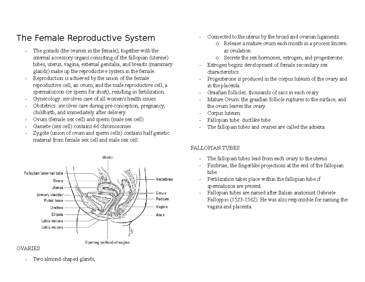 The Female Reproductive System Medterm The Female Reproductive System