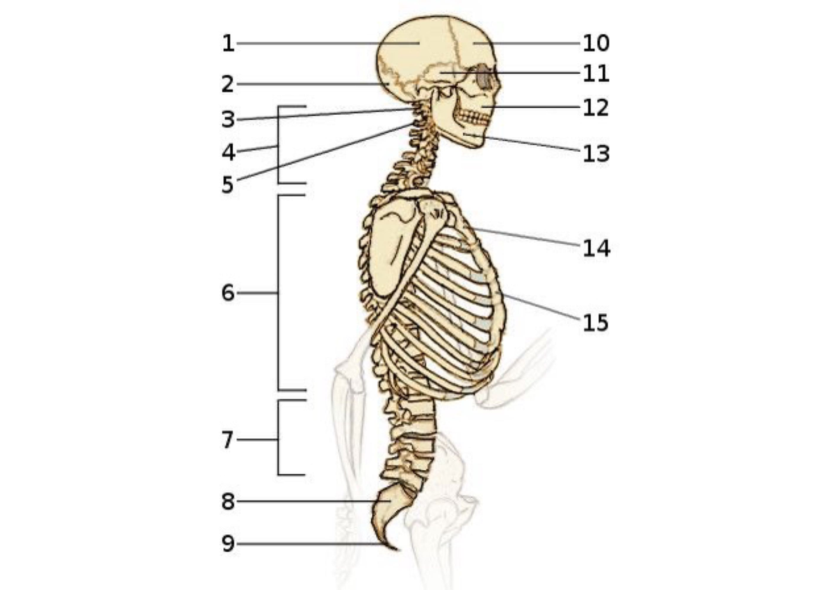 Learning With Anatomy - BSC 216 - Studocu