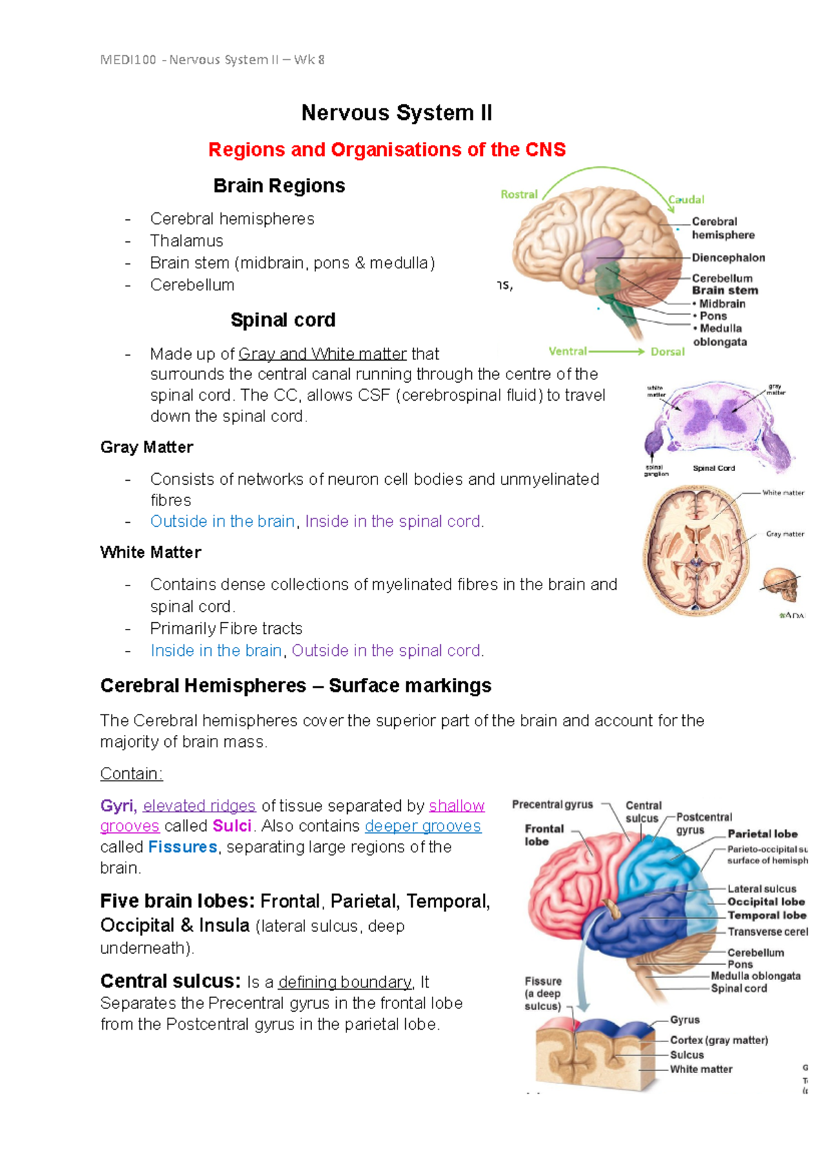 Nervous System II Brain Regions and Organization - Studocu