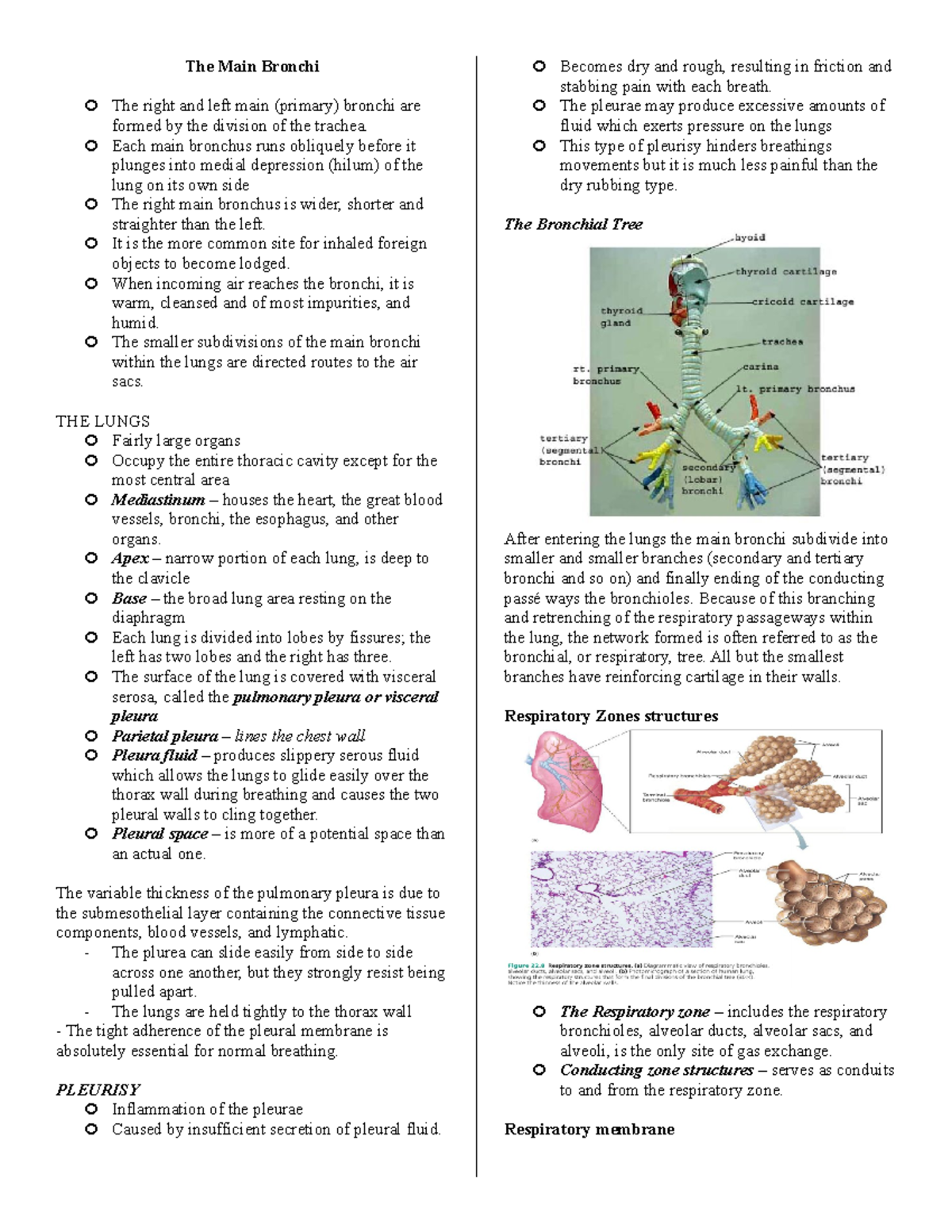 The Main Bronchi Notes - The Main Bronchi The right and left main ...