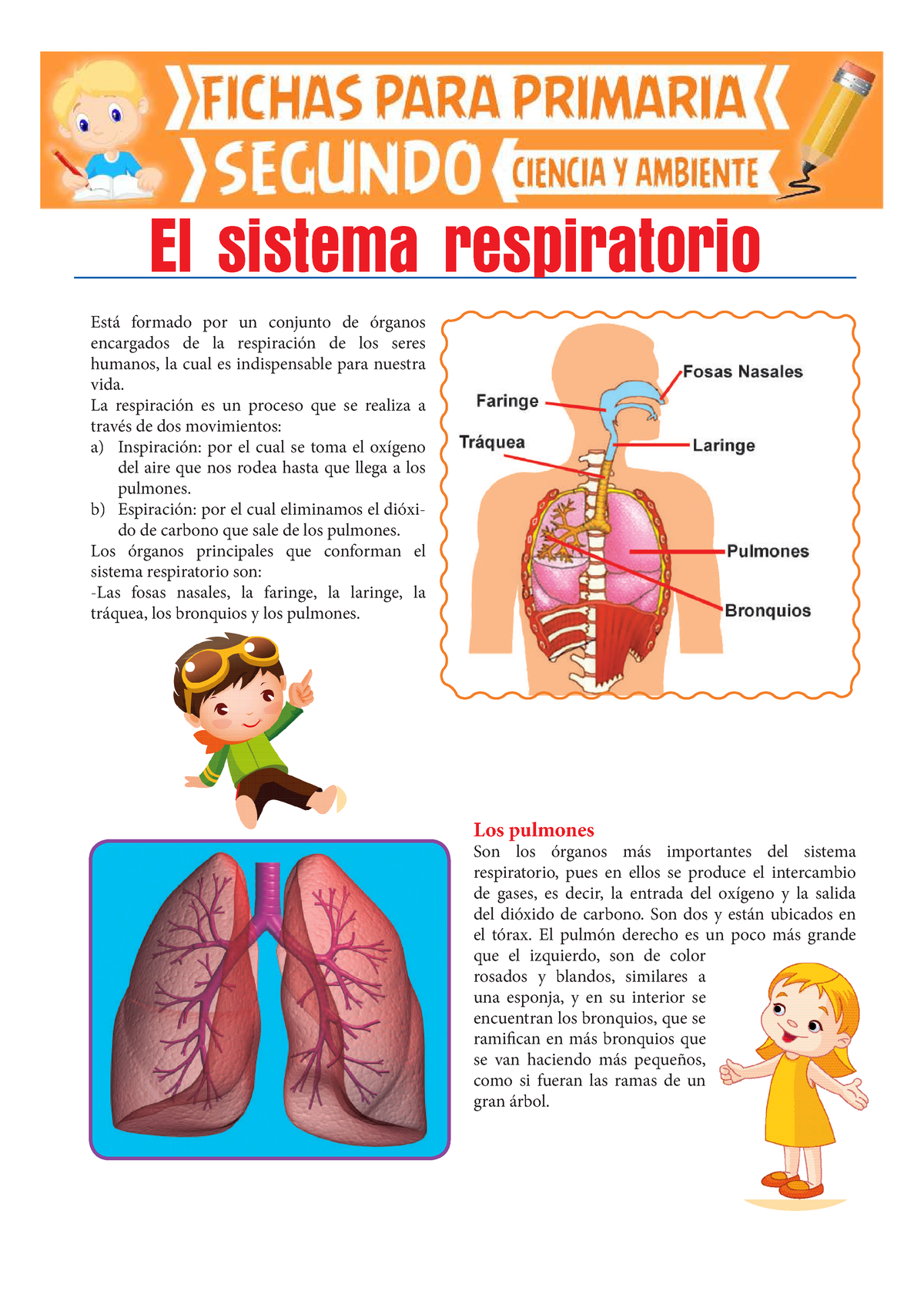 Sistema Respiratorio Para Segundo De Primaria - Está Formado Por Un ...