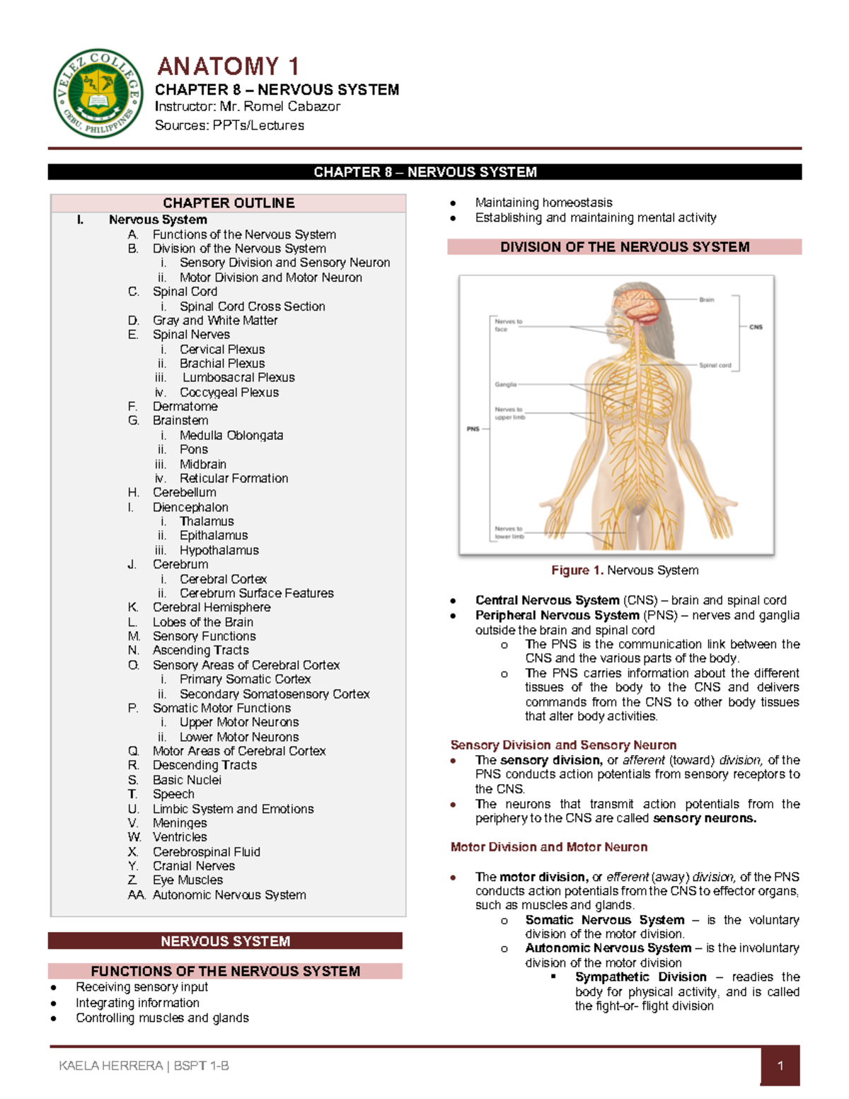 [ANA 1 LEC] 8-Nervous-System - ANATOMY 1 CHAPTER 8 – NERVOUS SYSTEM ...