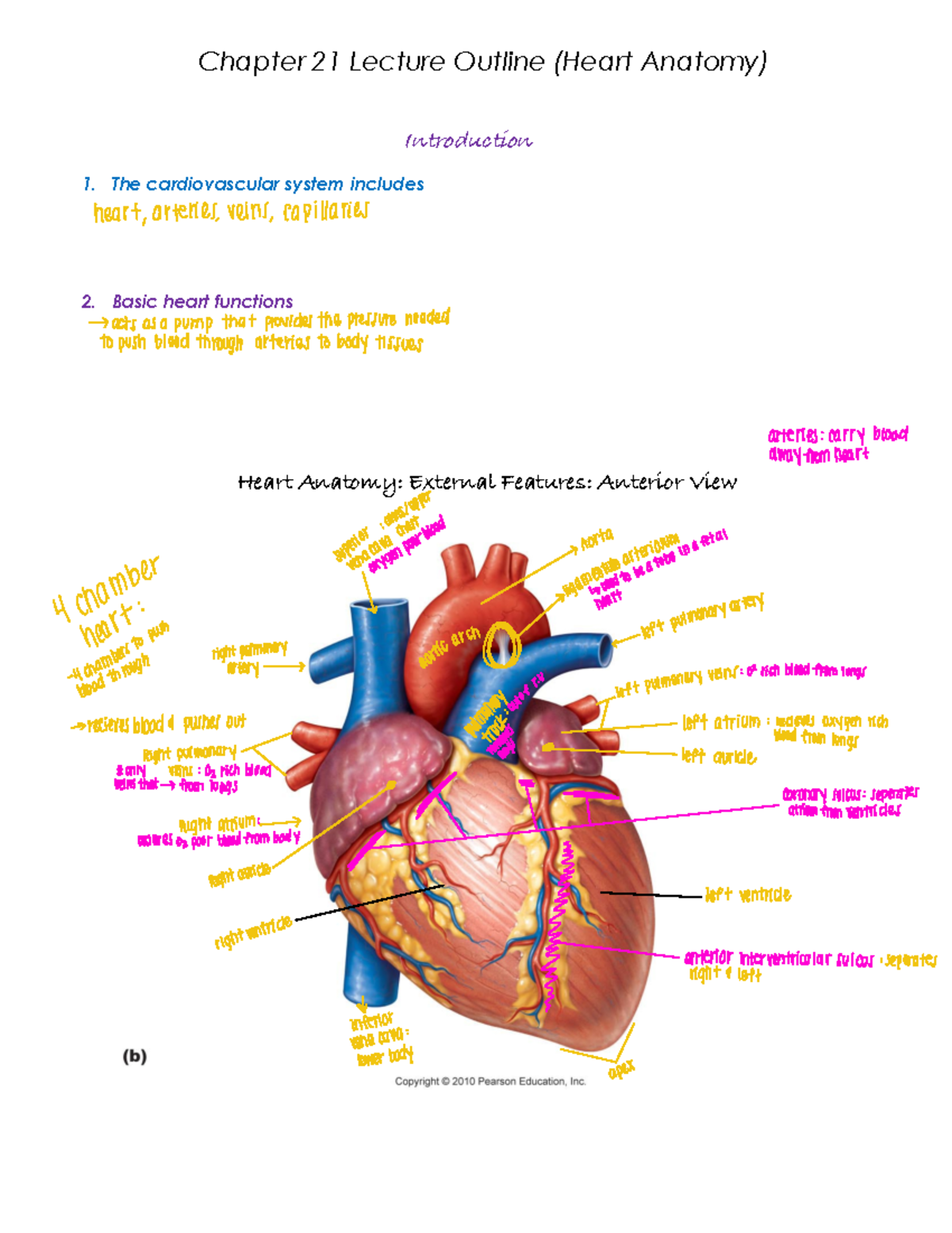 Outline Chapter 21 Heart Anatomy - Introduction 1. The Cardiovascular ...