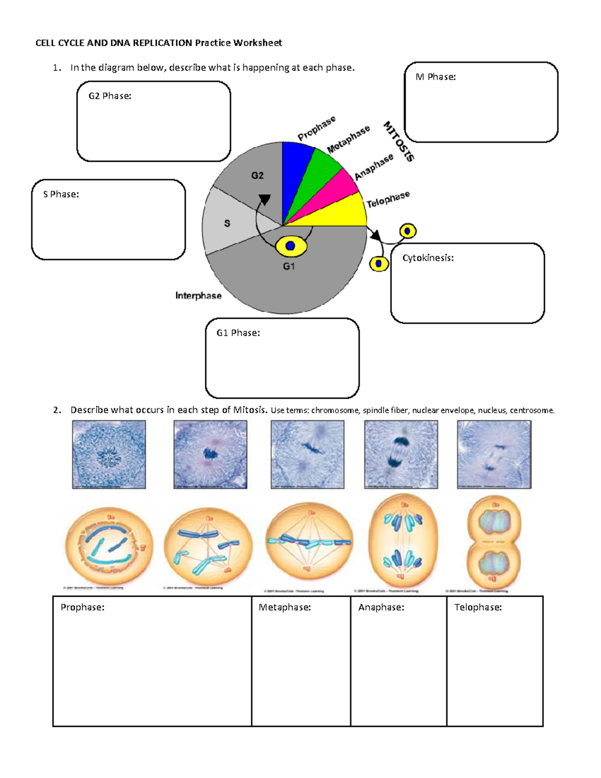 Cell+Cycle+Practice - cells - CELL CYCLE AND DNA REPLICATION Practice  Worksheet 1. In the diagram - Studocu