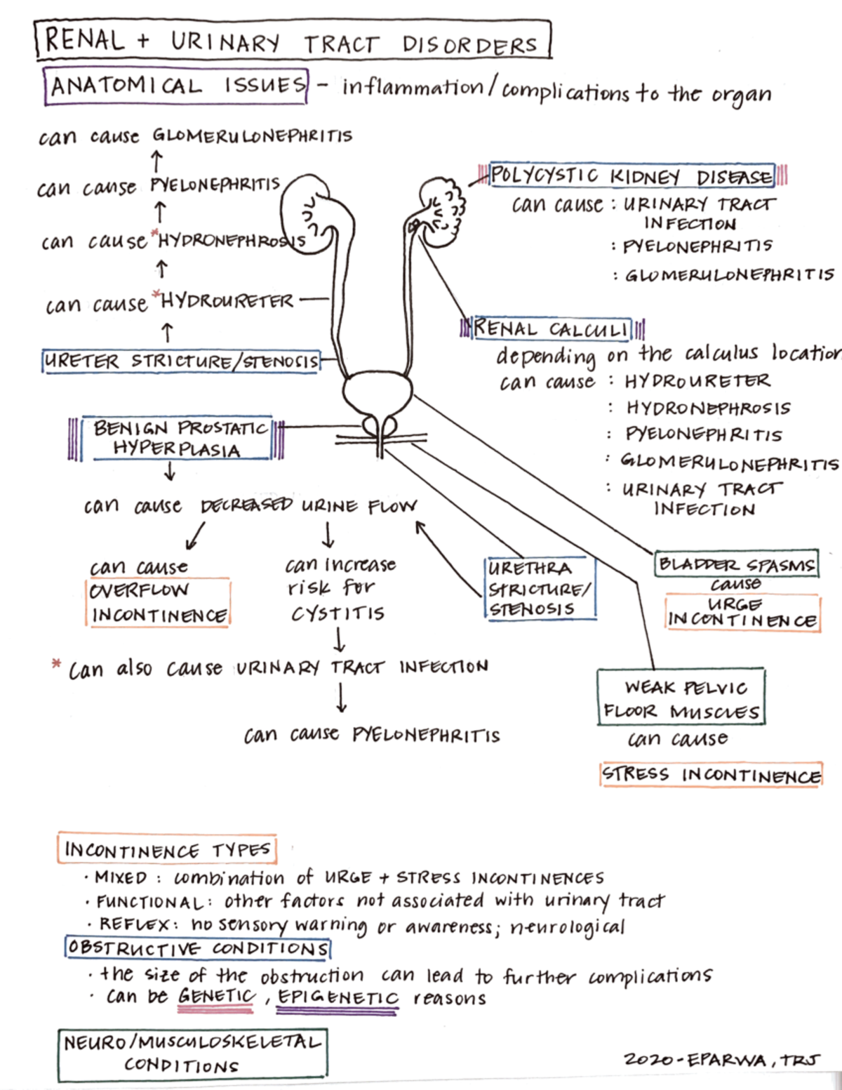 Renal and Urinary Tract Disorder Concepts - NURS 3205 - Studocu