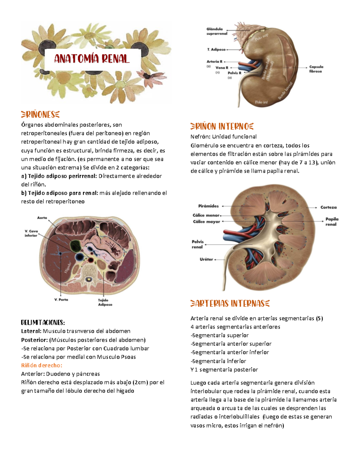 Anatomía Renal - {RIÑONES} Órganos abdominales posteriores, son ...