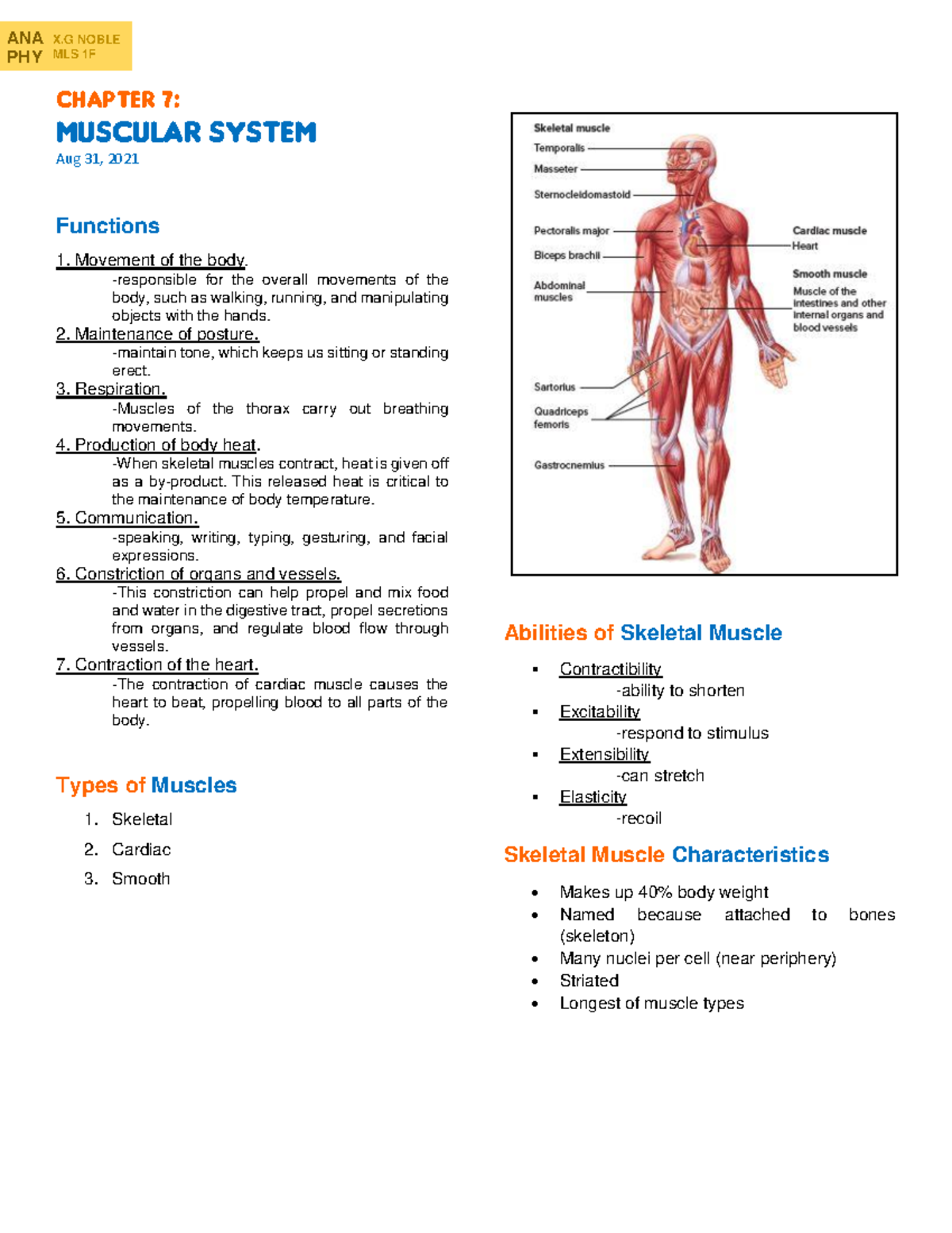 Muscular System Reviewer - Chapter 7: Muscular System Aug 31, 202 1 ...