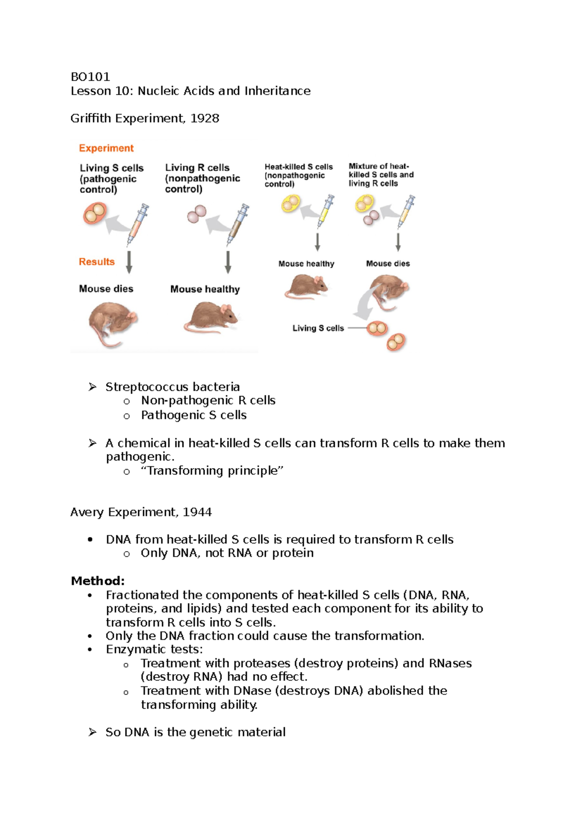 BO101 Lesson 10 - Notes based on Nucleic Acids and Inheritance - BO ...