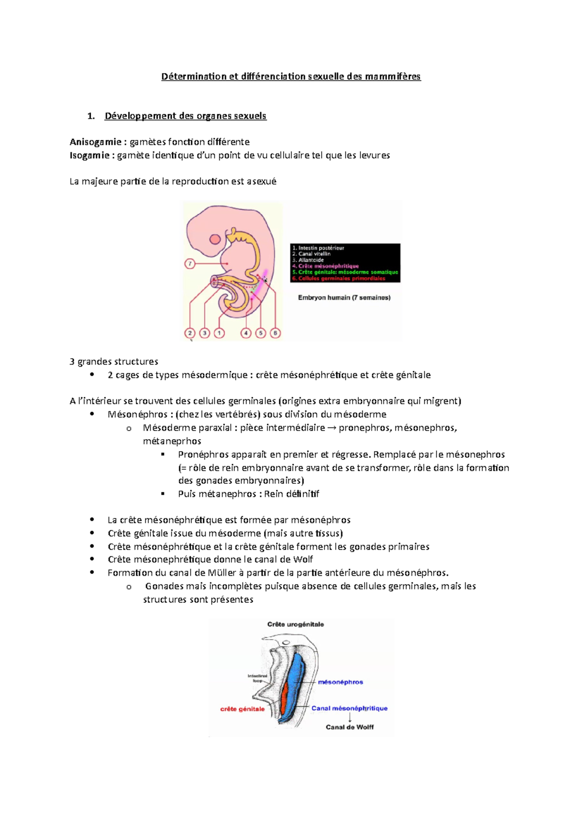 Détermination et différenciation sexuelle des mammifères