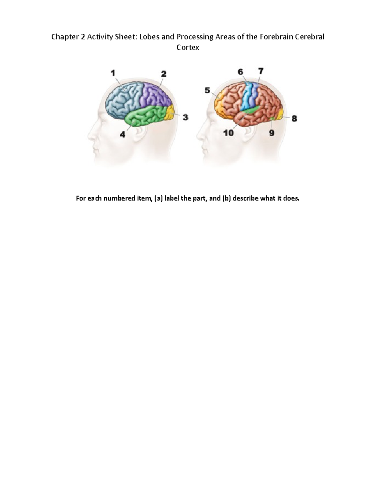 Blended learning sheet two - Chapter 2 Activity Sheet: Lobes and ...