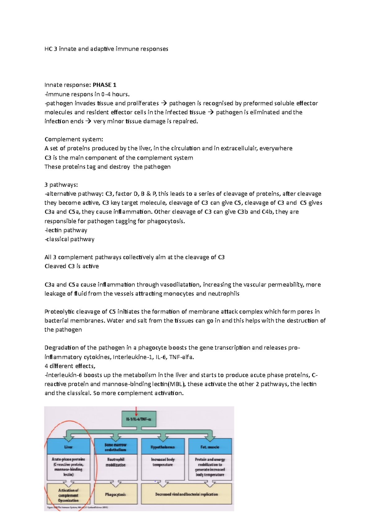 Hc 3 Innate And Adaptive Immune Responses - Invades Tissue And 