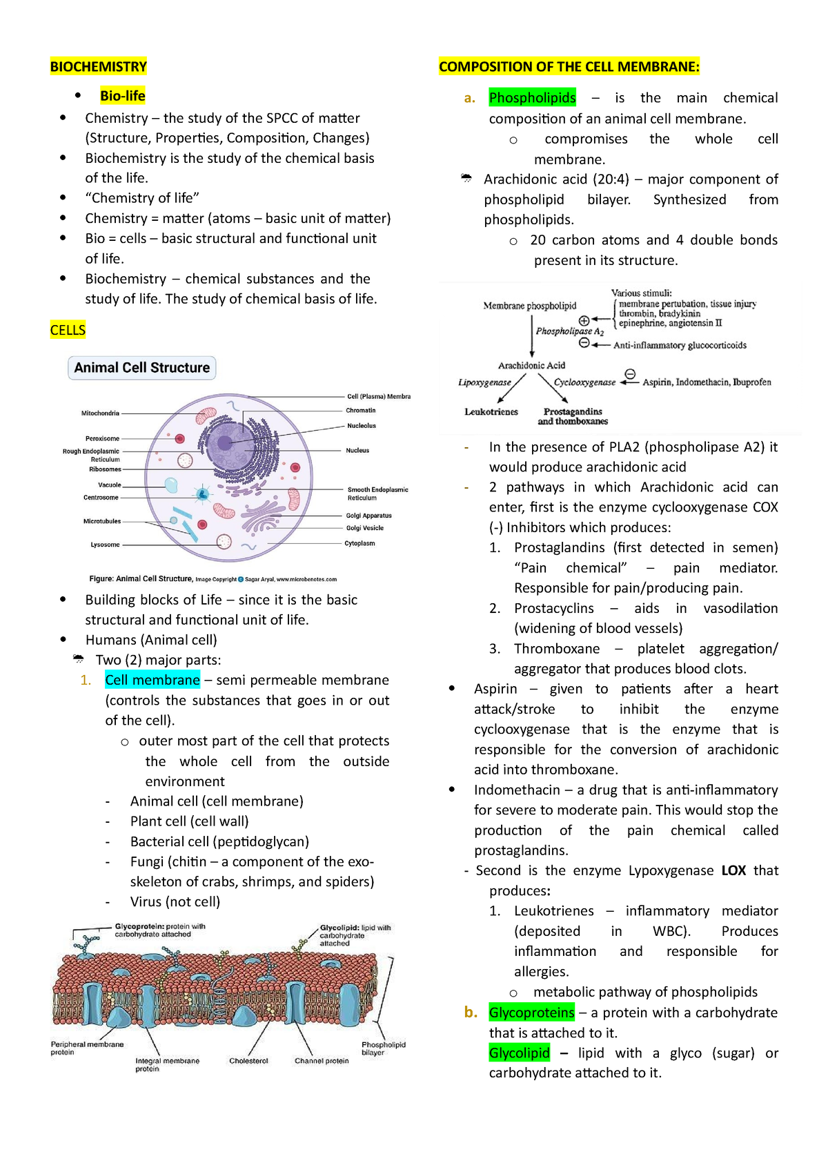 Biochem - oogggrgegegegeg - BIOCHEMISTRY Bio-life COMPOSITION OF THE ...