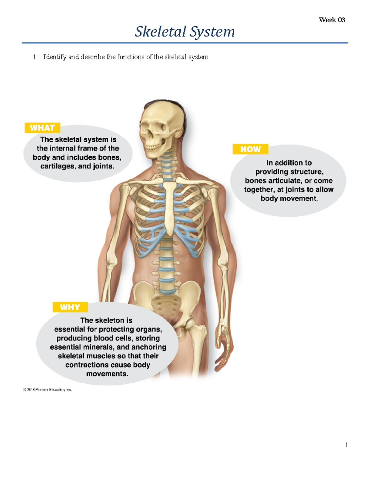 ANATOMY AND PHYSIOLOGY THE SKELETAL SYSTEM ANSWERS visual data 5