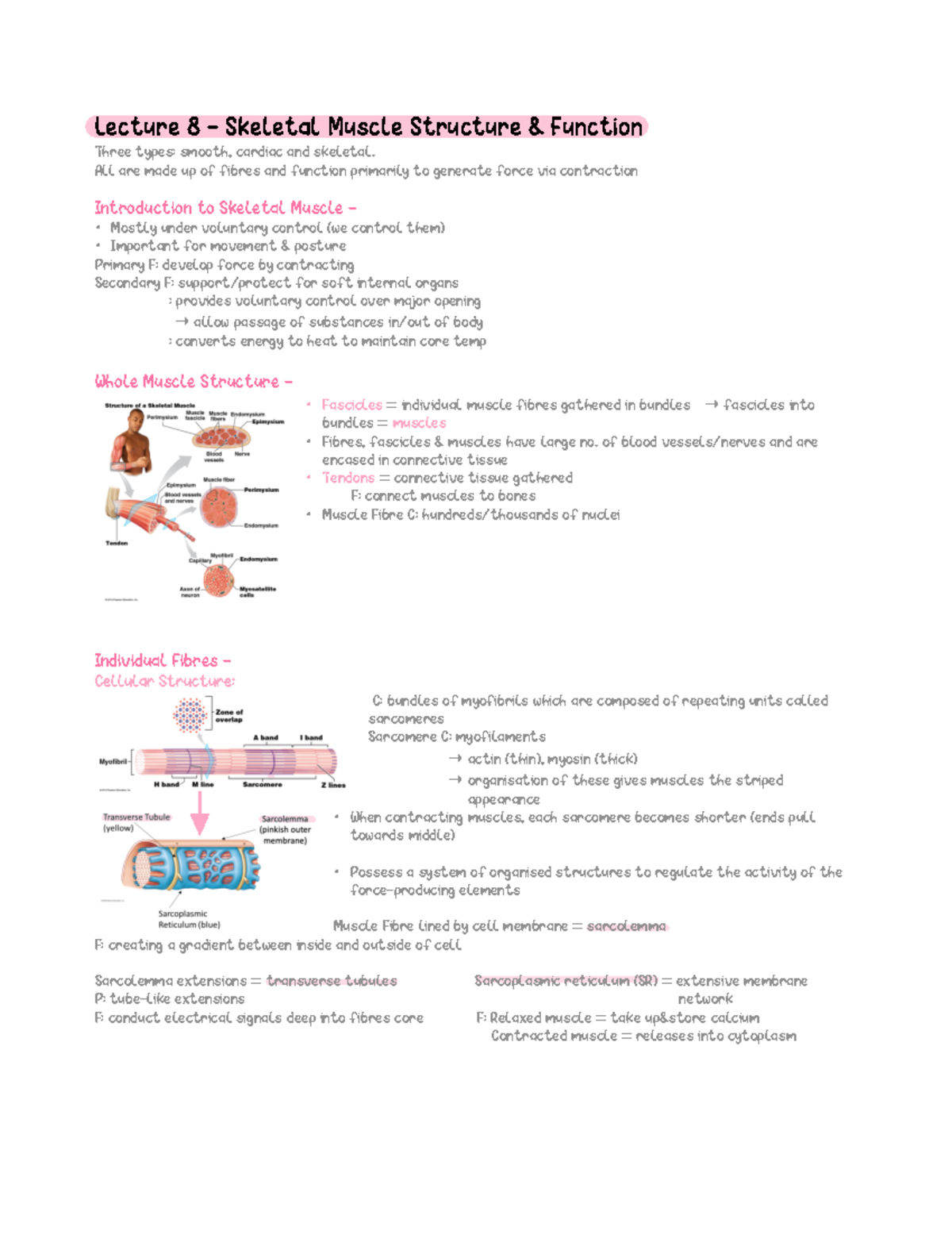 Module 1, Lecture 8 - Skeletal Muscle Structure & Function - Lecture 8 ...