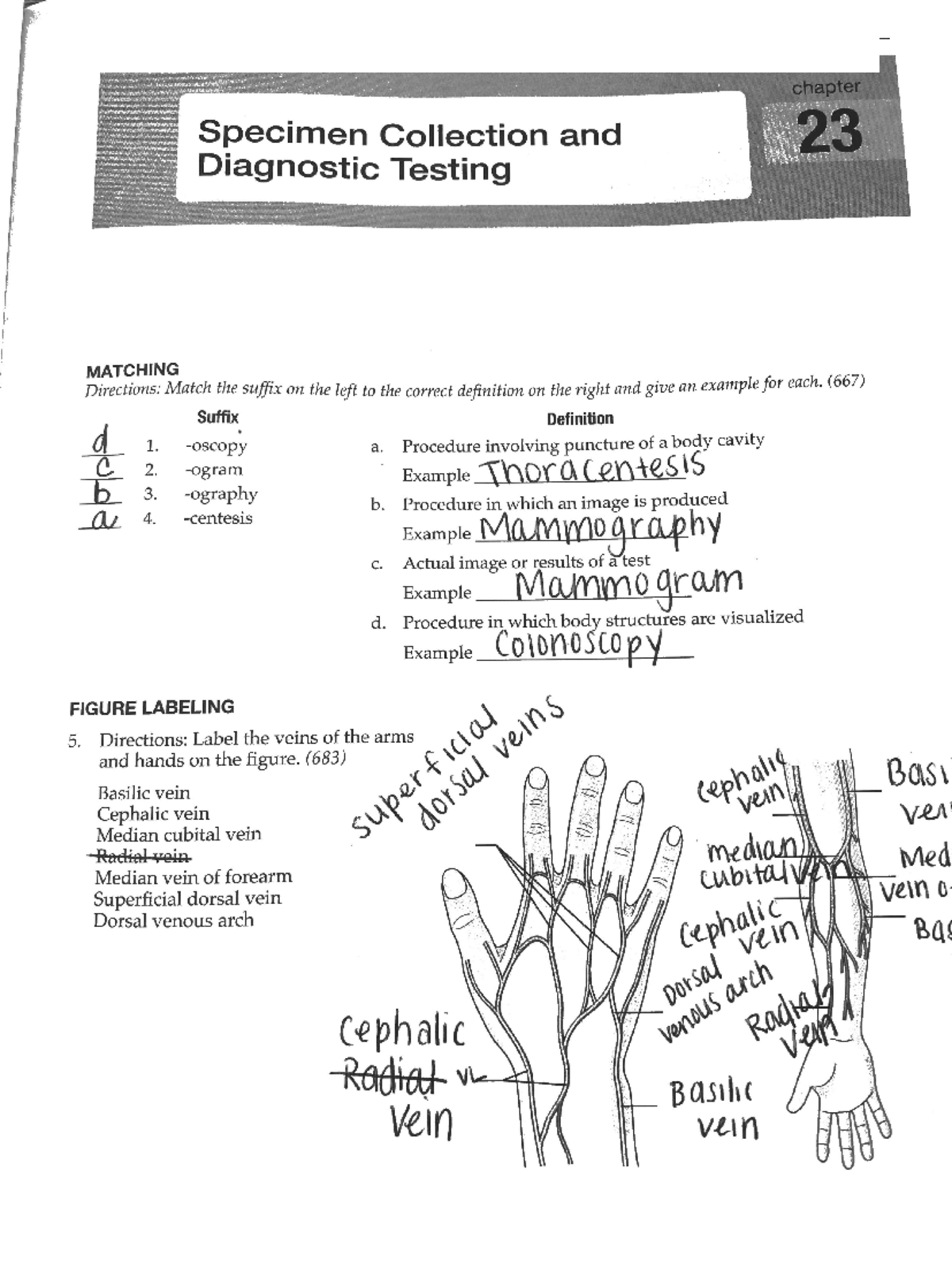 Chapter 23 Specimen Collection And Diagnostic Testing Copy - VN100 ...