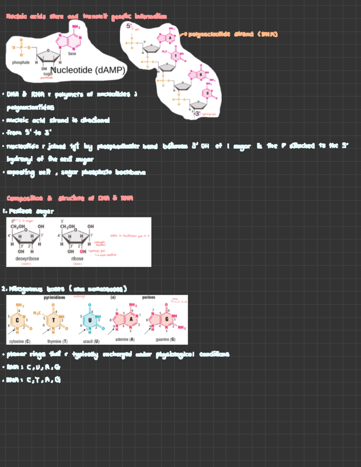 L1 DNA Structure And Supercoiling Notes - Nucleic acids store and ...