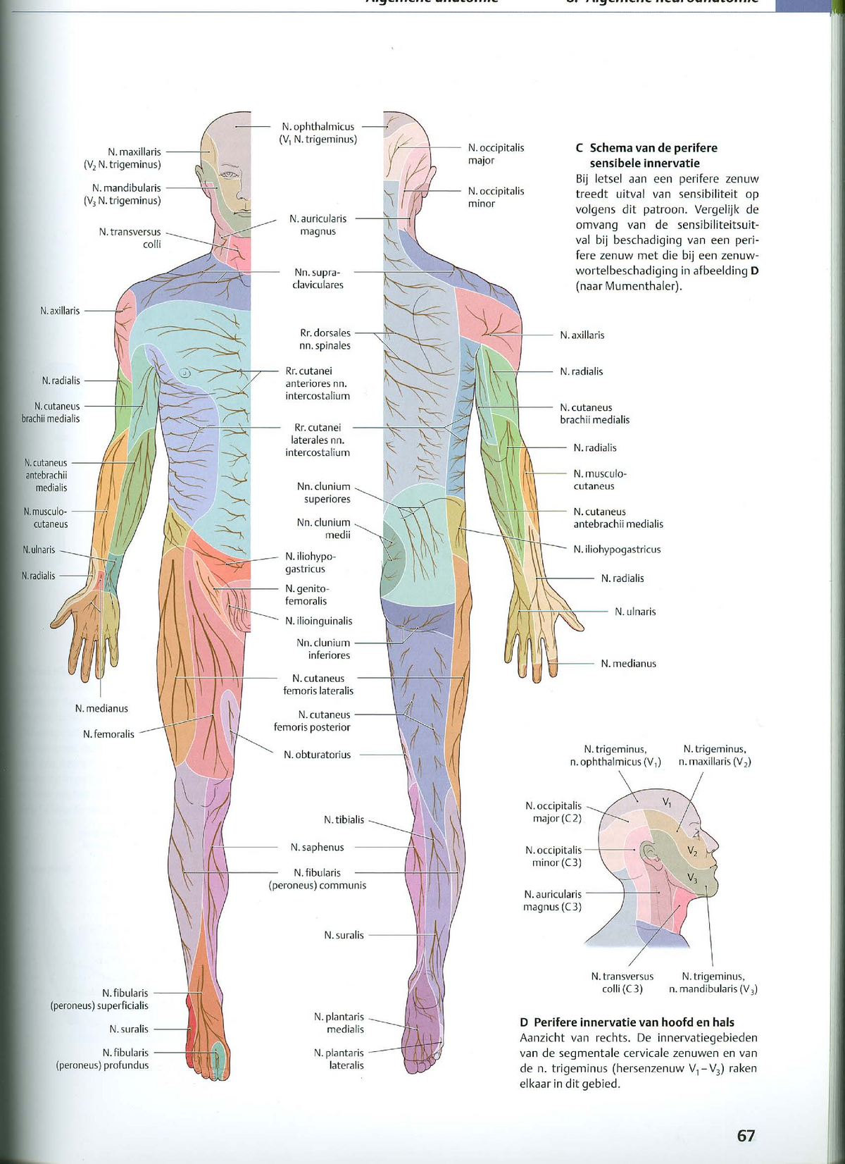 Anatomie En Radiologische Anatomie: Overzicht Zenuwen - Studocu