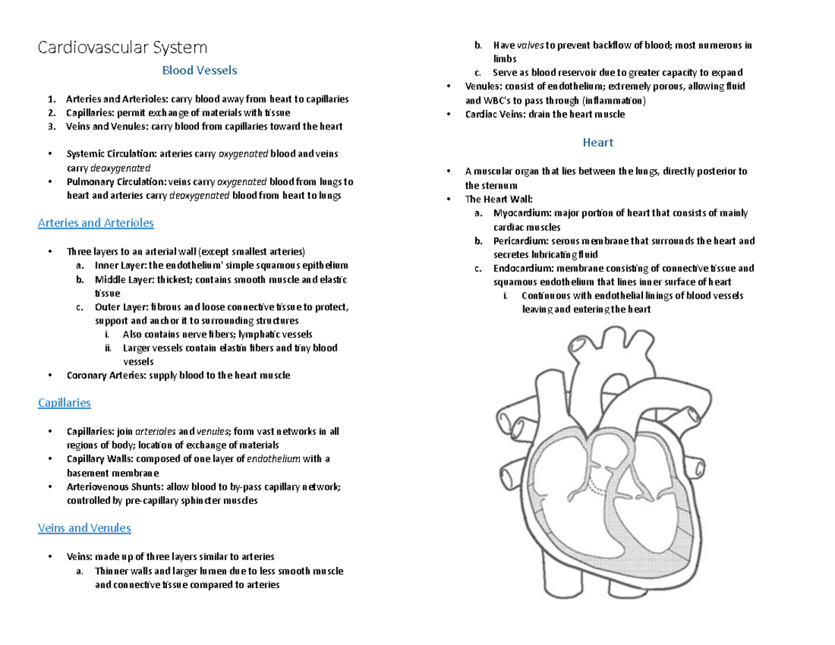 BIOL 1051 Test 3 - Cardiovascular System, Respiratory System ...