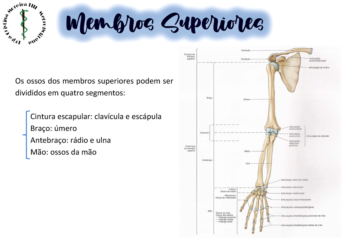 Anatomia MMSS - resumo - MEMBRO SUPERIOR Os ossos dos membros superiores  podem ser divididos em - Studocu