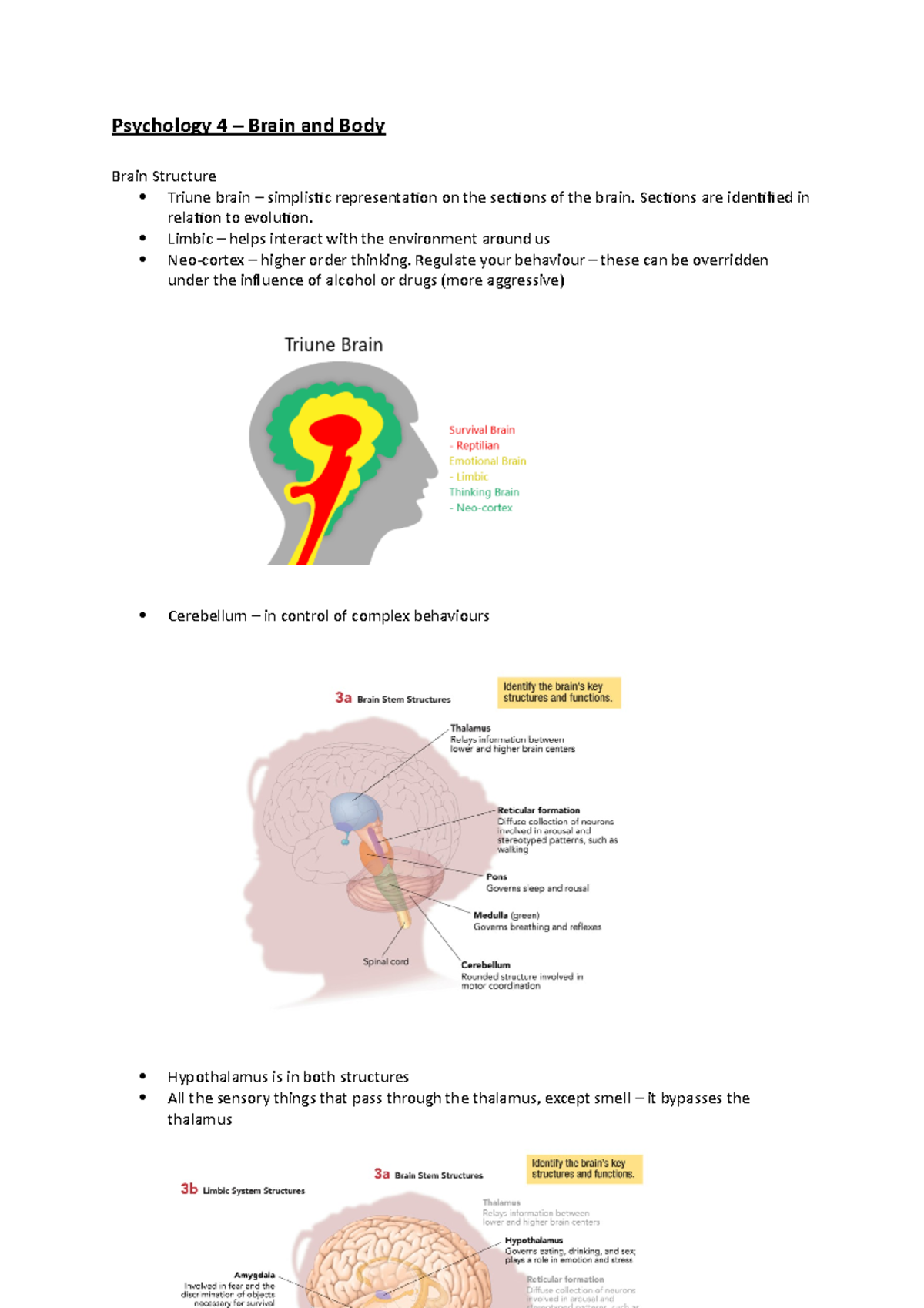 Bio Psych lecture 4 - Psychology 4 – Brain and Body Brain Structure ...