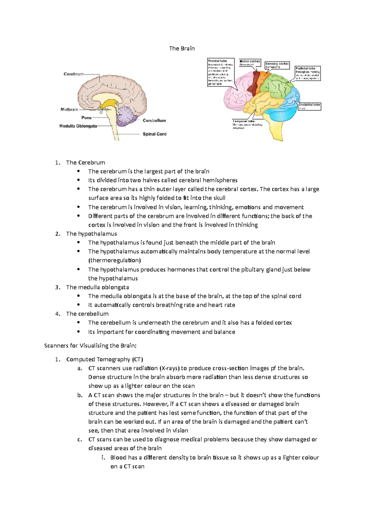 The Brain - The Cerebrum The cerebrum is the largest part of the brain ...