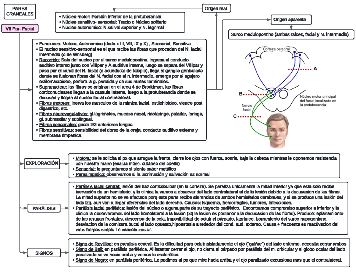 VII par - Semiologia VII par - PARES CRANEALES VII Par- Facial ...