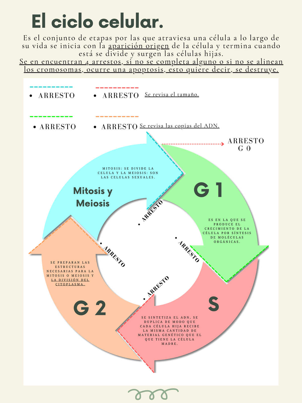 El ciclo celular - Diagrama circular - El ciclo celular. E S E N L A Q ...