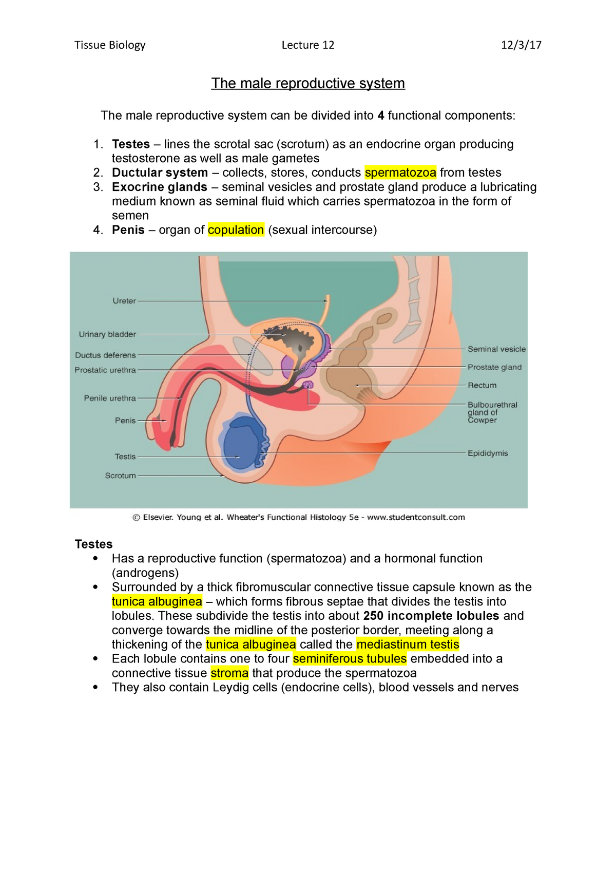 The Male Reproductive System Tissue Biology Lecture The Male Reproductive System