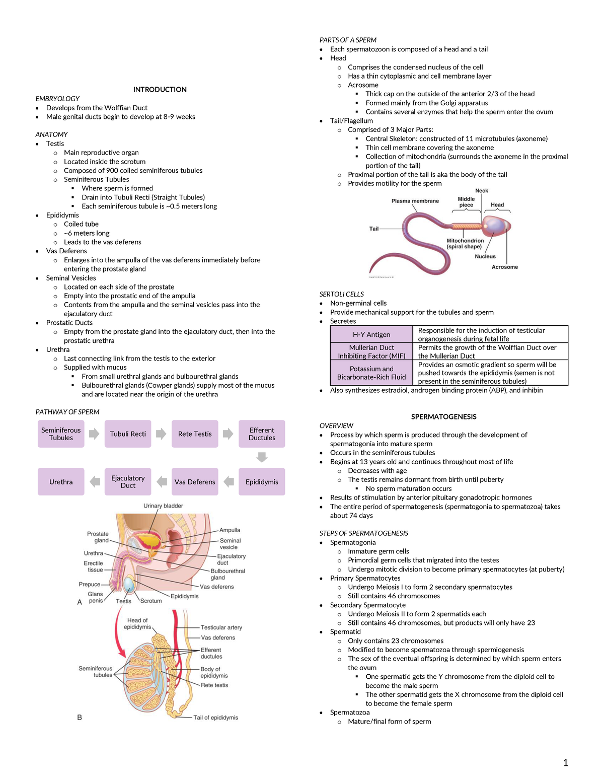 Male Physiology - Lecture Notes 4-6 - PHYSIOLOGY B MALE REPRODUCTIVE ...