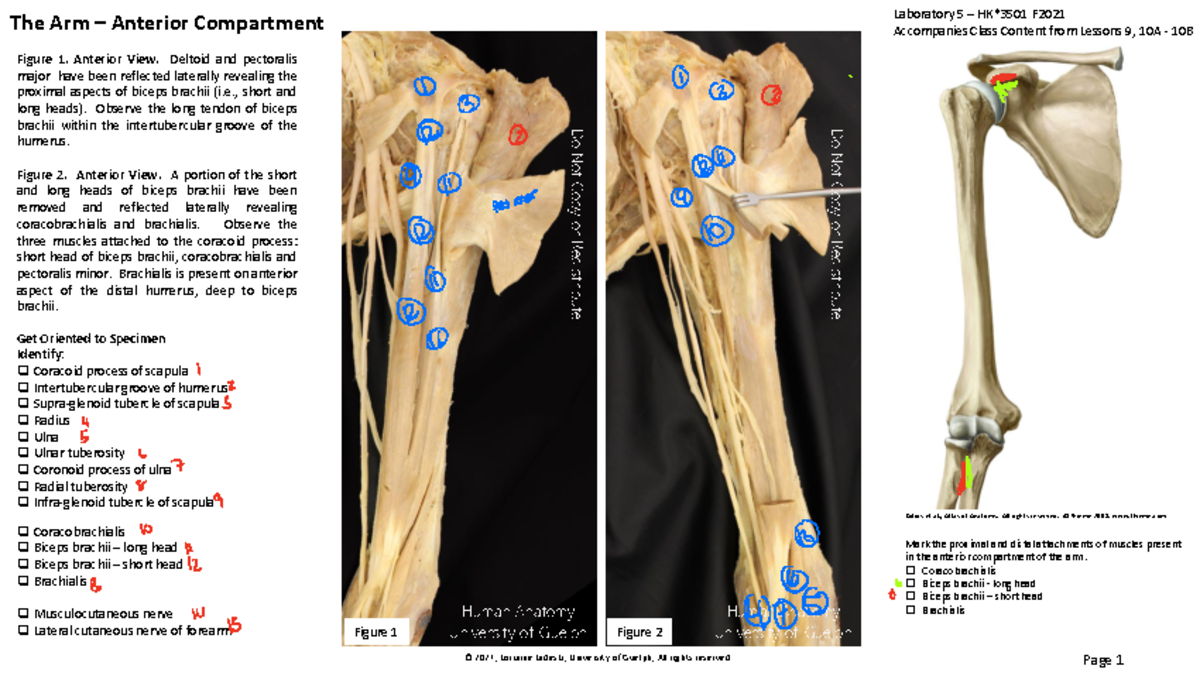 Lab 5 Manual filled in with the labels - Mark the proximal and distal ...