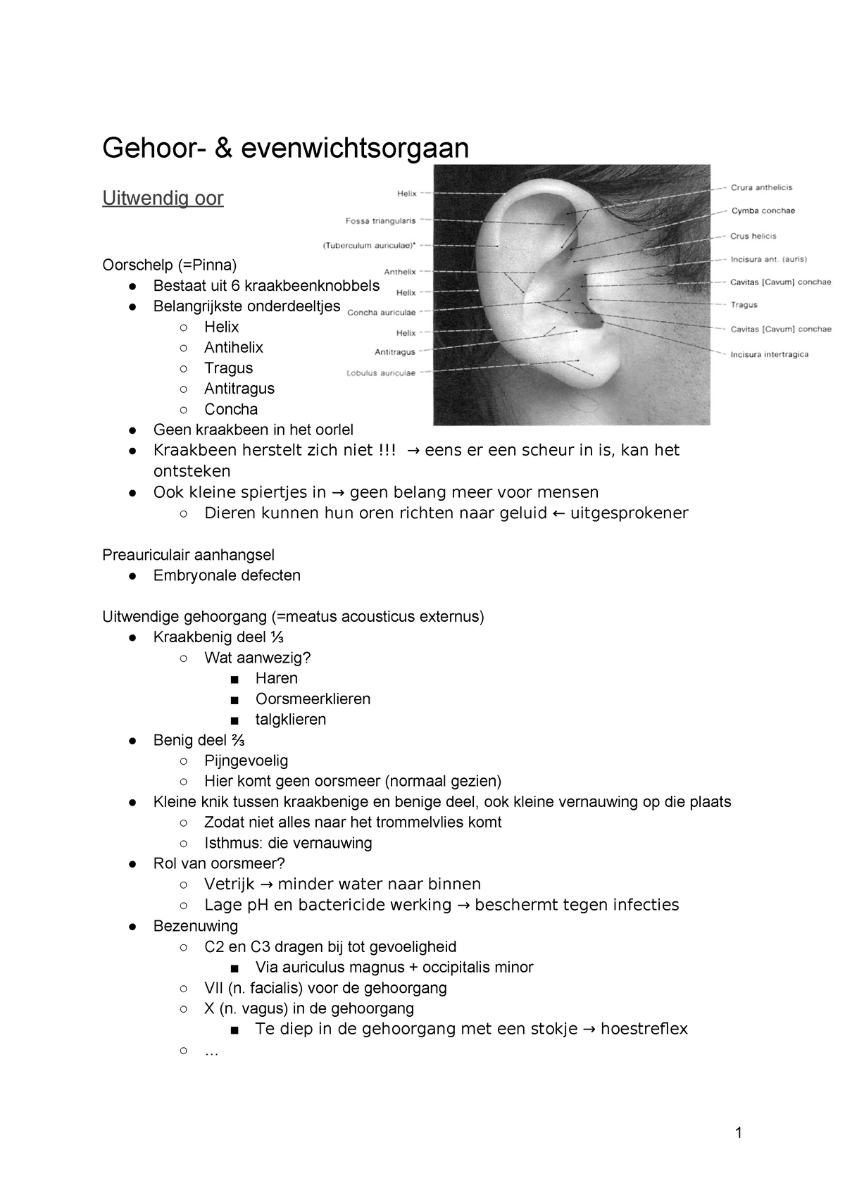 Anatomie Gehoor- En Evenwichtsorganen - Gehoor- & Evenwichtsorgaan ...