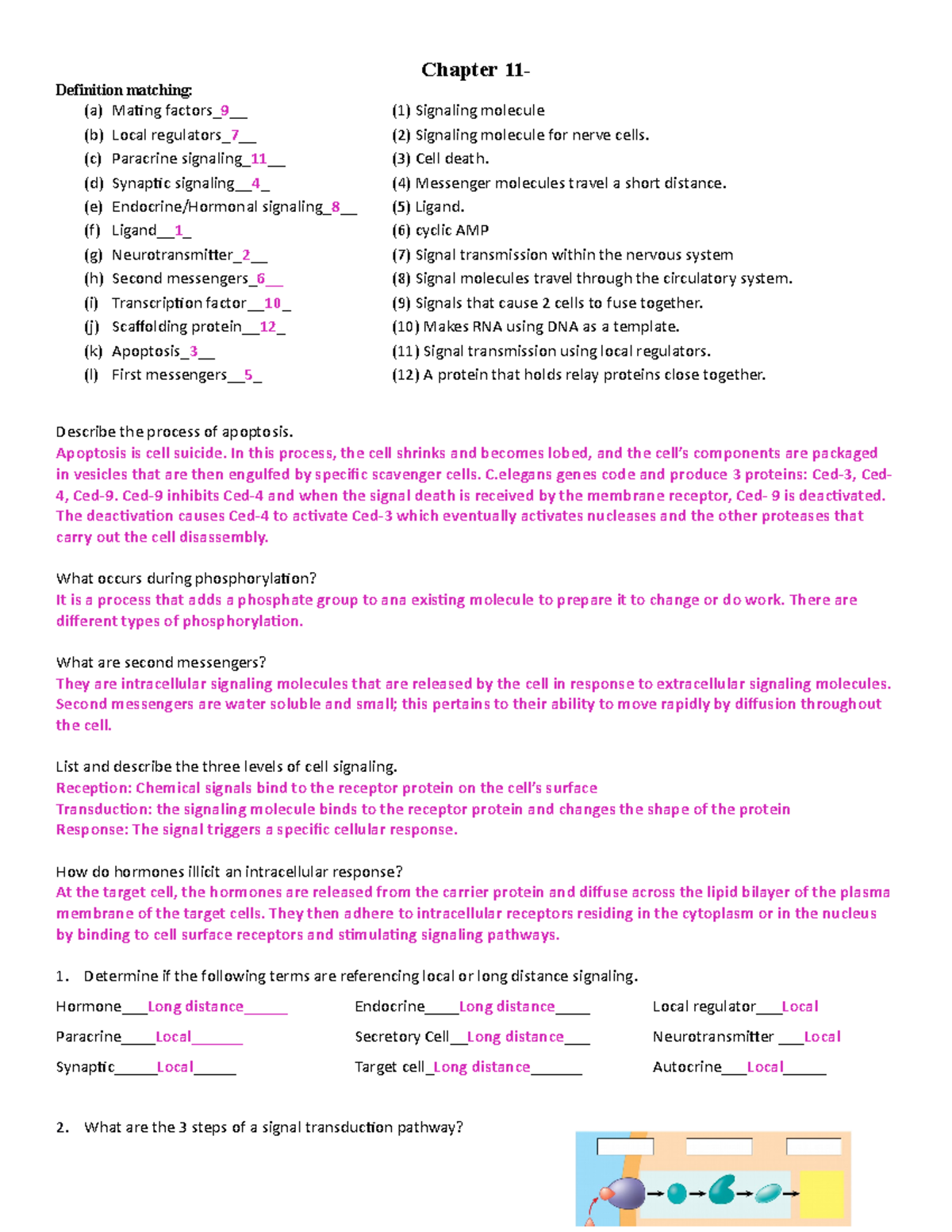 Bio 181 Ch 11 Hw Neal Adam Chapter 11 Definition Matching Mating Factors Studocu