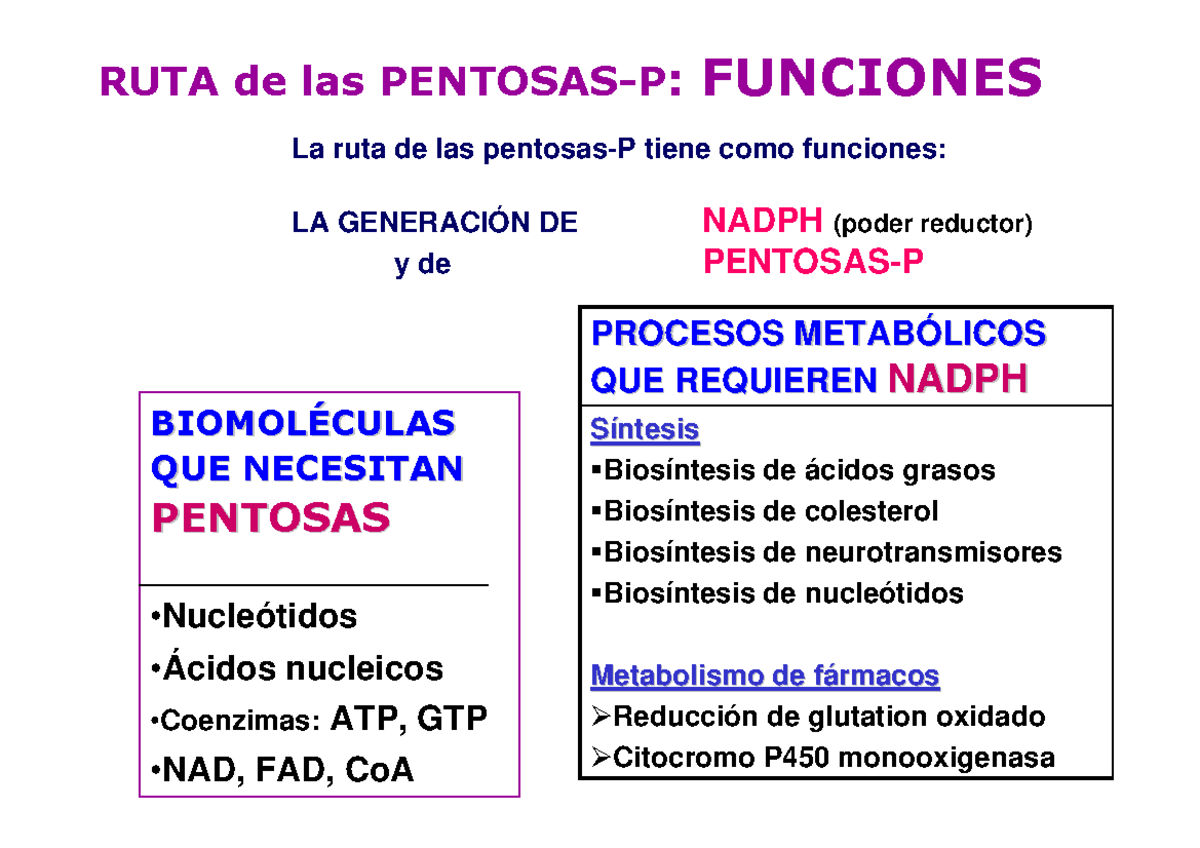Ruta de la pentosa fosfato - SS íí ntesisntesis Biosíntesis de ácidos ...