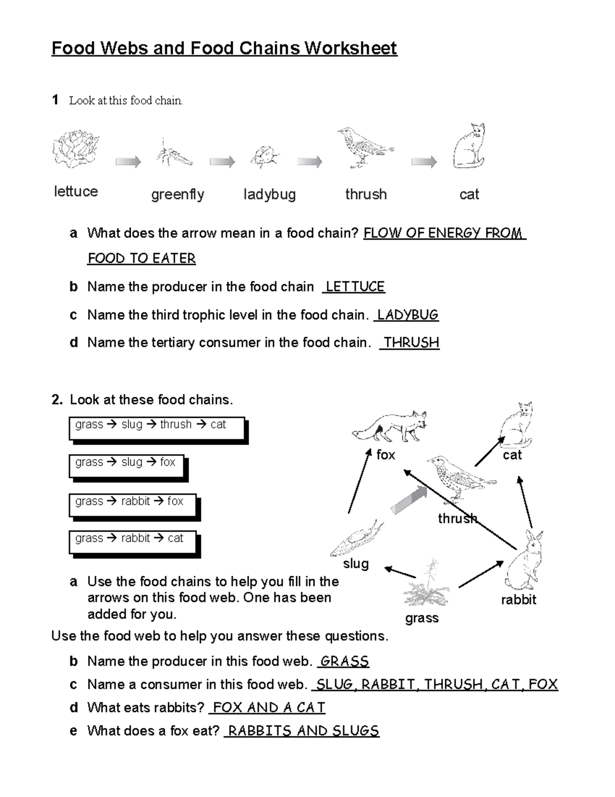 Food Websand Food Chains Worksheet-KEY-11dbru5 - Food Webs and Food