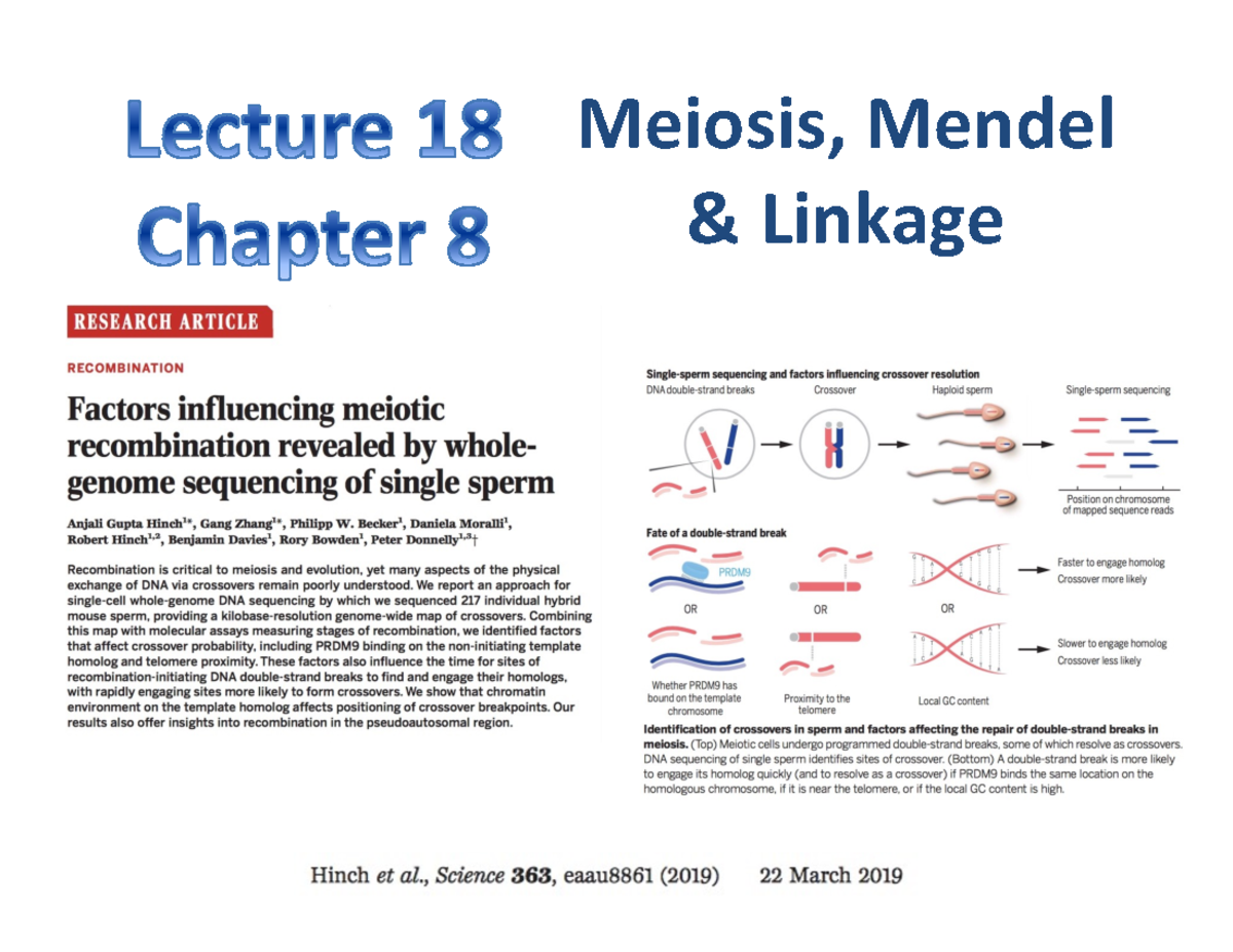 Preview Lect18 Meiosis Mendel Linkage F24 - Meiosis, Mendel & Linkage ...