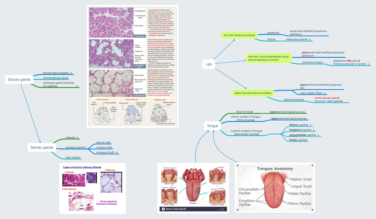 Digestive system - thin skin (external surface) epidermis keratinized ...