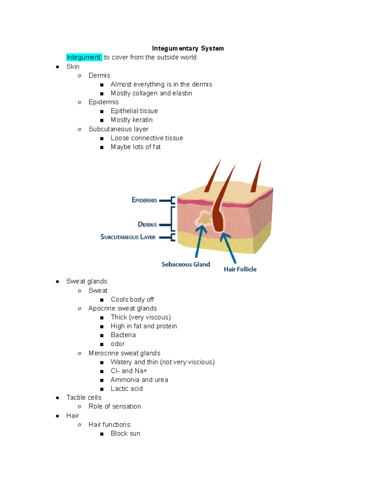 Integumentary System - Integumentary System Integument: to cover from ...