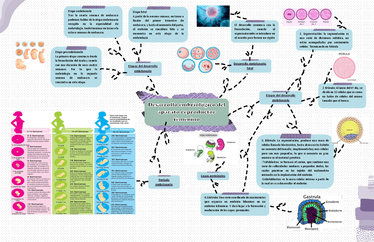 Mapa mental desarrollo embrionario, por etapas. - Etapas del desarrollo  embrionario Capas germinales - Studocu