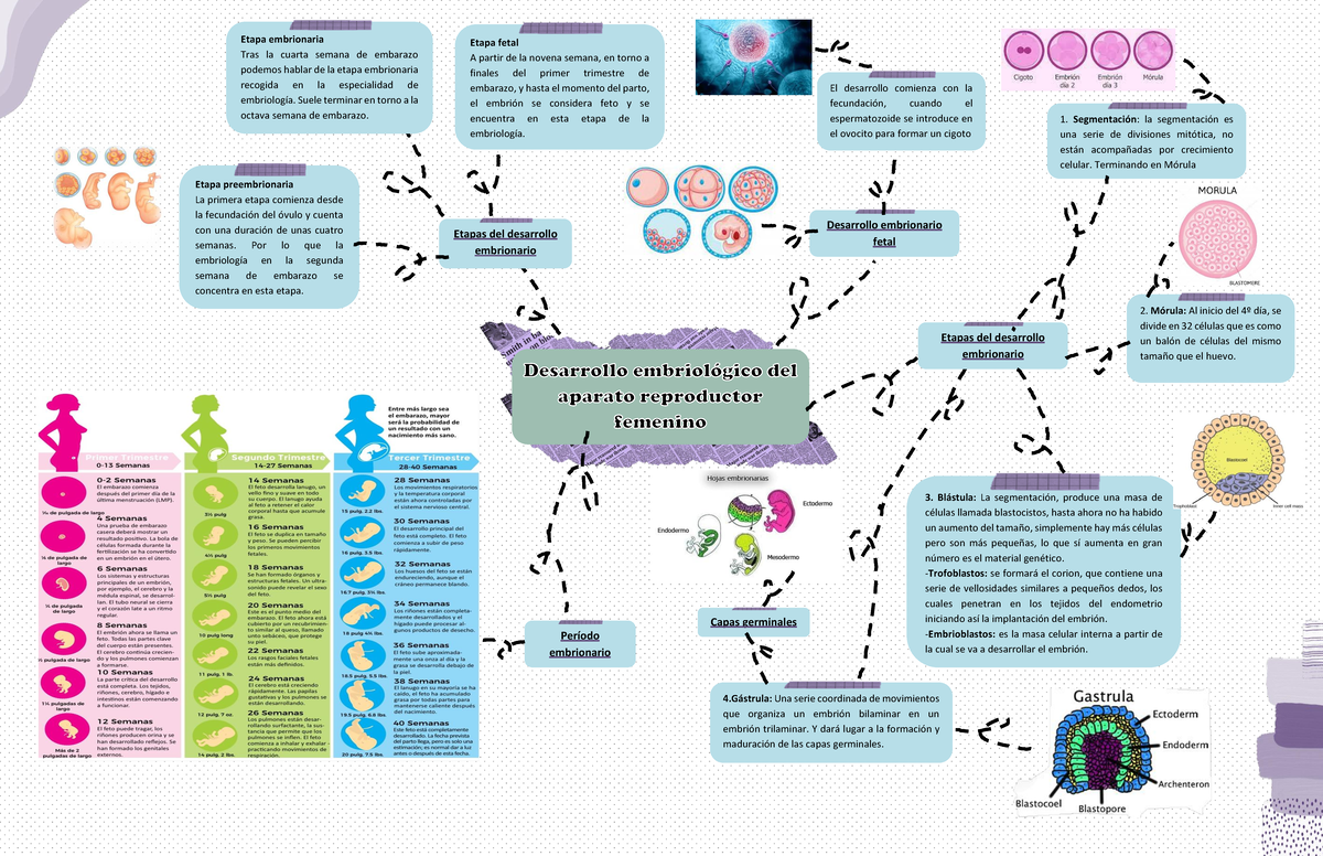 Mapa Mental Desarrollo Embrionario Por Etapas Etapas Del Desarrollo Embrionario Capas